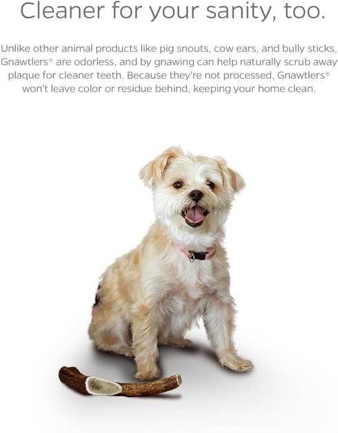 Pet Parents Gnawtlers Premium Deer Antlers for Dogs, Naturally Shed, All Natural Dog Chew (Large, 1 Count)