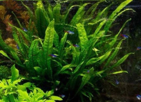 2 1 Marcus Fish Tanks Java Fern Microsorum Pteropus Easy Live Aquarium Plant Buy GET