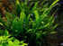 2 1 Marcus Fish Tanks Java Fern Microsorum Pteropus Easy Live Aquarium Plant Buy GET