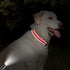 Taglory Adjustable Reflective Dog Collars for Small Medium Large Dogs, Quick Release Plastic Buckle (Red, Small)