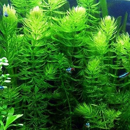 TruBlu Supply Hornwort Coontail Live Aquarium Frehswater Plant Planted Tank Beginner - Buy 2