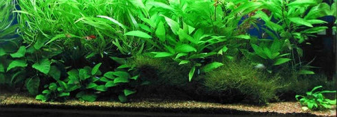 3X Marcus Fish Tanks - Amazon Sword Echinodorus Bleheri Easy Live Aquarium Plants for Aquatic Freshwater Fish Tank