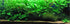 3X Marcus Fish Tanks - Amazon Sword Echinodorus Bleheri Easy Live Aquarium Plants for Aquatic Freshwater Fish Tank