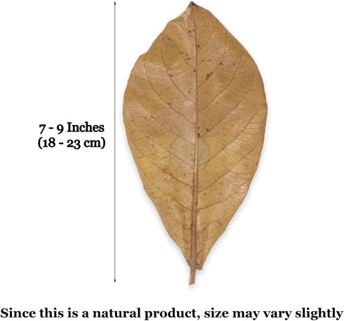 Dog, Cat & Small Animal Catappa Leaves, Dried Indian Almond Leaf for Skin Moisturizer, Shinier Coat, 12 Pieces Per Pack