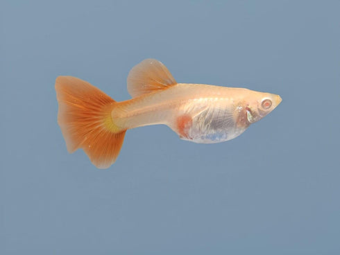 Generic 1 Albino +2 Trio Full Red High Dorsal Fin Big Tail Live Guppy Fish VIP Grade A, Free Yellow Back Shrimp
