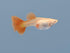 Generic 1 Albino +2 Trio Full Red High Dorsal Fin Big Tail Live Guppy Fish VIP Grade A, Free Yellow Back Shrimp