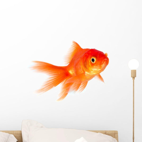 Wallmonkeys Goldfish Wall Decal, Peel and Stick Graphic WM56354 (18 in W x 13 in H)