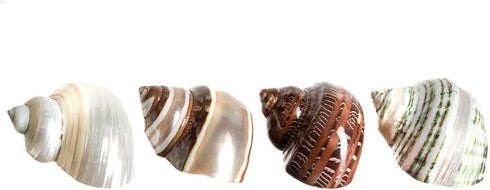 4 2-2.5" 1" Hermit Crab Shells | Turbo Shells | Assorted Turbo Shells | Opening Size Approx. | Hermit Crab House