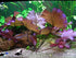 AquaLeaf Aquatics Bulbs 72F Red Tiger Lotus - Freshwater Aquatic Plant | Sprouts in Tanks Under