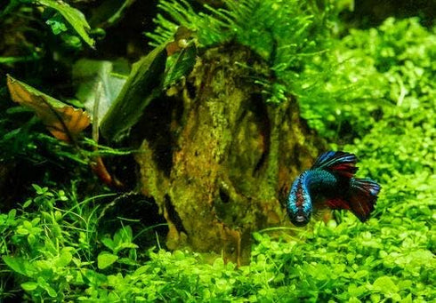 2 1 Micranthemum Monte Carlo Easy Live Aquarium Plant Buy Get