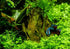 2 1 Micranthemum Monte Carlo Easy Live Aquarium Plant Buy Get