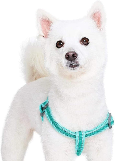 Blueberry Pet Essentials Step-in Reflective Dog Harness, Minty Green, Adjustable Small Harness for Dogs, Chest Girth