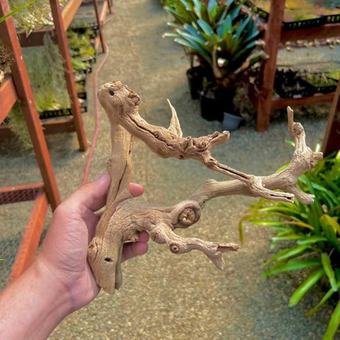 Generic 9-12 Inch Sandblasted Grapewood Branch - Natural Terrarium Wood & Aquarium Driftwood Decor - Air Plant Holder