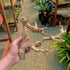Generic 9-12 Inch Sandblasted Grapewood Branch - Natural Terrarium Wood & Aquarium Driftwood Decor - Air Plant Holder
