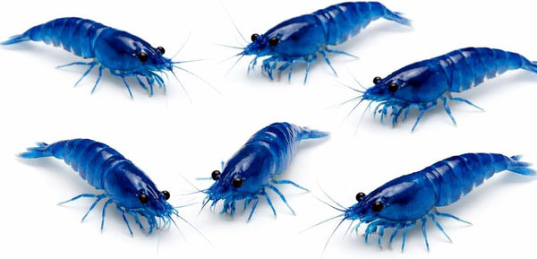 15+ Blue Dream Supreme Gene Shrimps Live Freshwater Shrimp Aquarium Neocaridina, Live