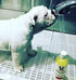 1 Warren London Oatmeal Dog Shampoo - Fast Itch Relief for Dry, Sensitive, & Irritated Skin - Infused with Vitamins