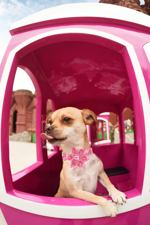 Lionheart Glory Dog Collar, Pink with Flower, Cute Floral Pattern Adjustable Collar for X-Small Dogs