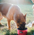 The Humane Society Nylon Folding Feeding Bowl (Green)