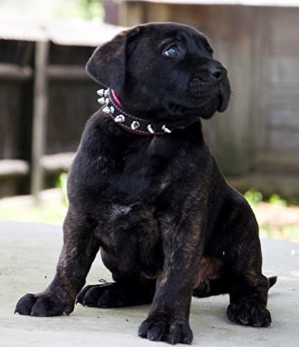 Bestia Spiky Collar with Blunt Screw Tips - Suitable for Small Dog Breeds or Puppies, 1" Wide
