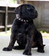 Bestia Spiky Collar with Blunt Screw Tips, 1" Wide Soft Padded Leather for Small Dog Breeds or Puppies, Handmade in
