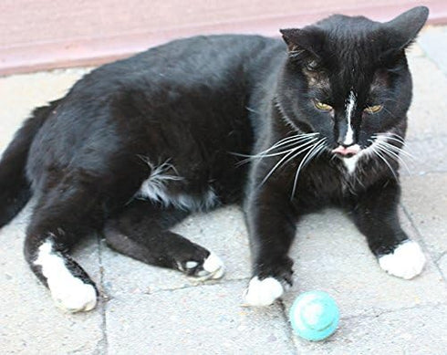 Wool Ball Cat Toy, 6PC, 100% Wool Interactive Toys for Indoor Cats