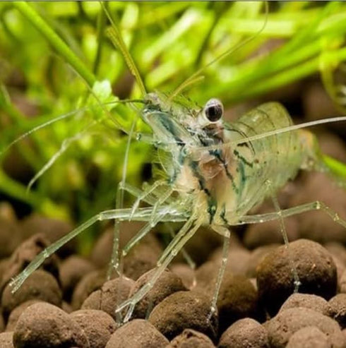 Generic 50 Live Ghost Shrimp Only Seller on Amazon Bulk Freshwater Aquarium Cleaners Healthy & Hardy Great for Large
