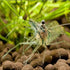 Generic 50 Live Ghost Shrimp Only Seller on Amazon Bulk Freshwater Aquarium Cleaners Healthy & Hardy Great for Large