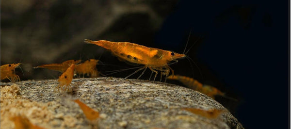 Imperial Tropicals Orange Shrimp - Live Arrival Guaranteed! (1/3"-1/2") - Neocaridina Shrimp
