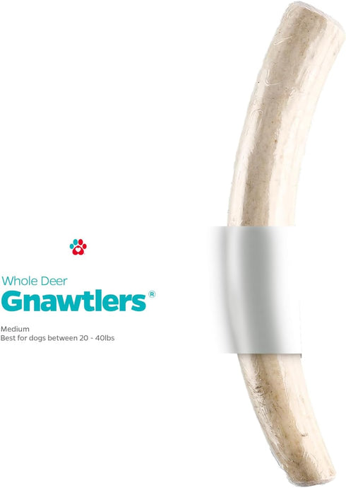 Pet Parents Gnawtlers Premium Antlers for Dogs, Naturally Shed, All Natural Dog Chew, Medium, 1 Count