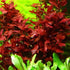 Generic 15 Red Ludwigia Repens Leaf Live Aquarium Plants Stem Bunch for Planting
