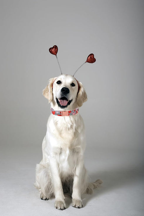 Lionet Paws Valentine Day Dog Collar, Heavy-Duty Cute Red Heart Fabric Collar with Metal Buckle for Small Dogs.