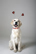Lionet Paws Valentine Day Dog Collar, Heavy-Duty Cute Red Heart Fabric Collar with Metal Buckle for Small Dogs.