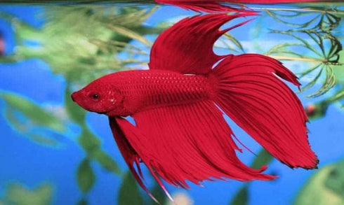 1.69-Ounce, 50ml, (16837) Tetra BettaSafe, Aquarium Water Conditioner For Bettas, Golds & Yellows