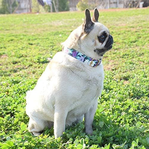Durable Adjustable Metal Buckle Dog Collar, Soft for Small Medium Large Dogs