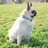 Durable Adjustable Metal Buckle Dog Collar, Soft for Small Medium Large Dogs