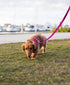 EcoBark Dog Leash, Soft & Reflective Comfort Training Leashes with Padded Handle, Heavy Duty for Small, Medium, Large