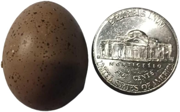 Undique Button Quail Eggs for Hatching - Chinese and King Button Quail,