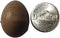 Undique Button Quail Eggs for Hatching - Chinese and King Button Quail,