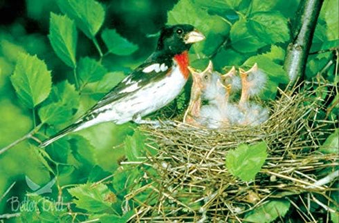 5 lb Pack 1 Better Bird, Nut N Berry Premium Poly Bag