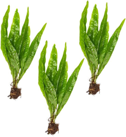 3 X Java Fern | Microsorum Pteropus + 1 Bonus Plant (Tropical