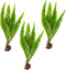 3 X Java Fern | Microsorum Pteropus + 1 Bonus Plant (Tropical