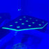 Magnetic Coral Frag Rack, Fluorescent Green Acrylic with 13 Holes, Safe Stable for Saltwater Aquarium and Fish Tanks