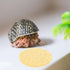 10 Pack Hemoton Natural Hermit Crab Sponge Compact Round Sea Sponges for Tank Humidity and Water Dish Suitable for Pet