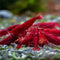 Generic 20 High Grade Fire Red Cherry Shrimps Neocaridina Live Freshwater Shrimp Aquarium
