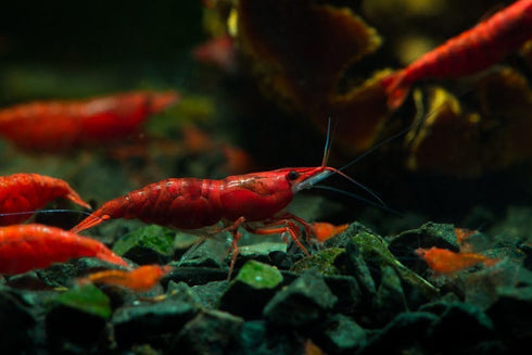Generic 10+ High Grade Fire Red Cherry Shrimps Neocaridina Live Freshwater Shrimp Aquarium Inverts High-Grade Cherry