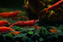 Generic 10+ High Grade Fire Red Cherry Shrimps Neocaridina Live Freshwater Shrimp Aquarium Inverts High-Grade Cherry