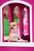 Lionheart Glory Adjustable Pink Plaid Dog Collar with Bowtie, Soft Bowtie Dog Collars for X-Small Puppy Gift