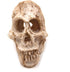 Driak 3Pcs Fish Tank Decorative Aquarium Decorations - Head Bone Skull Resin Ornament for Reptile or Fish