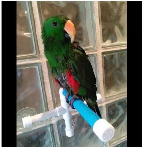 Hypeety Bird Parrot Stand Perch - Portable Suction Cup Shower Perch Toy for Parakeet Bath Stands (3 Suction Cups)