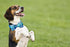 Summer Cotton Plaid Dog Collar with Bow Tie - Comfortable Cute Pet Collar for Small, Medium, and Large Dogs